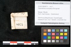 Foto (Objekt + Etikett) von Glyptostrobus europaeus Brongniarti (NHMW-GEO-2024-0188-8075)